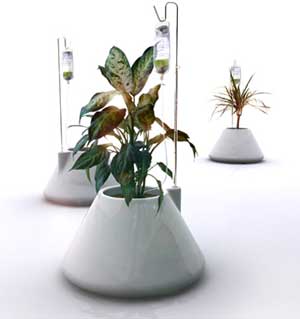 Self-watering-plant